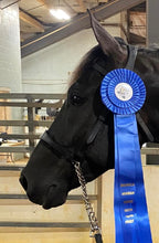 Load image into Gallery viewer, Spanish Presentation show halter