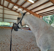Load image into Gallery viewer, Lunging & riding Cavesson