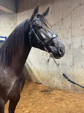 Load image into Gallery viewer, Spanish Presentation show halter