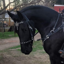 Load image into Gallery viewer, Lion Crusader Fantasy Bit bridle and Breast collar set