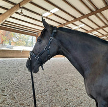 Load image into Gallery viewer, Lunging & riding Cavesson