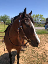 Load image into Gallery viewer, Sweetheart in Harness Bridle set