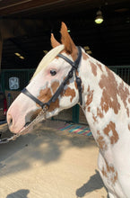 Load image into Gallery viewer, Spanish Presentation show halter