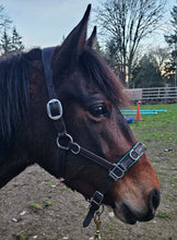 Load image into Gallery viewer, Lunging & riding Cavesson