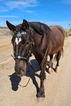 Load image into Gallery viewer, Lion Crusader Fantasy Bit bridle and Breast collar set