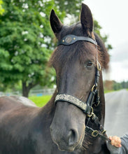Load image into Gallery viewer, Celtic Knot Dragon sidepull