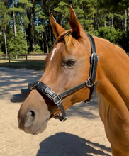 Load image into Gallery viewer, Lunging & riding Cavesson