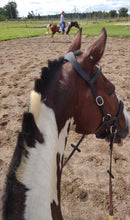 Load image into Gallery viewer, Traditional bitless sidepull bridle