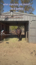 Load and play video in Gallery viewer, Purple Passion Fantasy Gem bit bridle