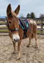 Load image into Gallery viewer, Western dressage bridle