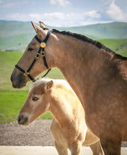 Load image into Gallery viewer, Baroque style halter bridle combination