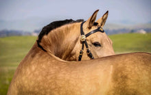 Load image into Gallery viewer, Baroque style halter bridle combination