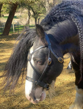 Load image into Gallery viewer, Bitless cross-over bridle with antique brass dragon