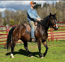 Load image into Gallery viewer, BLACKOUT Bitless Bridle