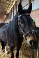 Load image into Gallery viewer, Chocolate & turquoise bitless sidepull