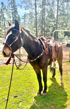Load image into Gallery viewer, Sweetheart in Harness Bridle set