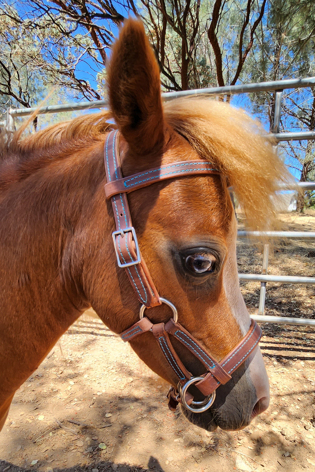 Mini horse leather sidepull