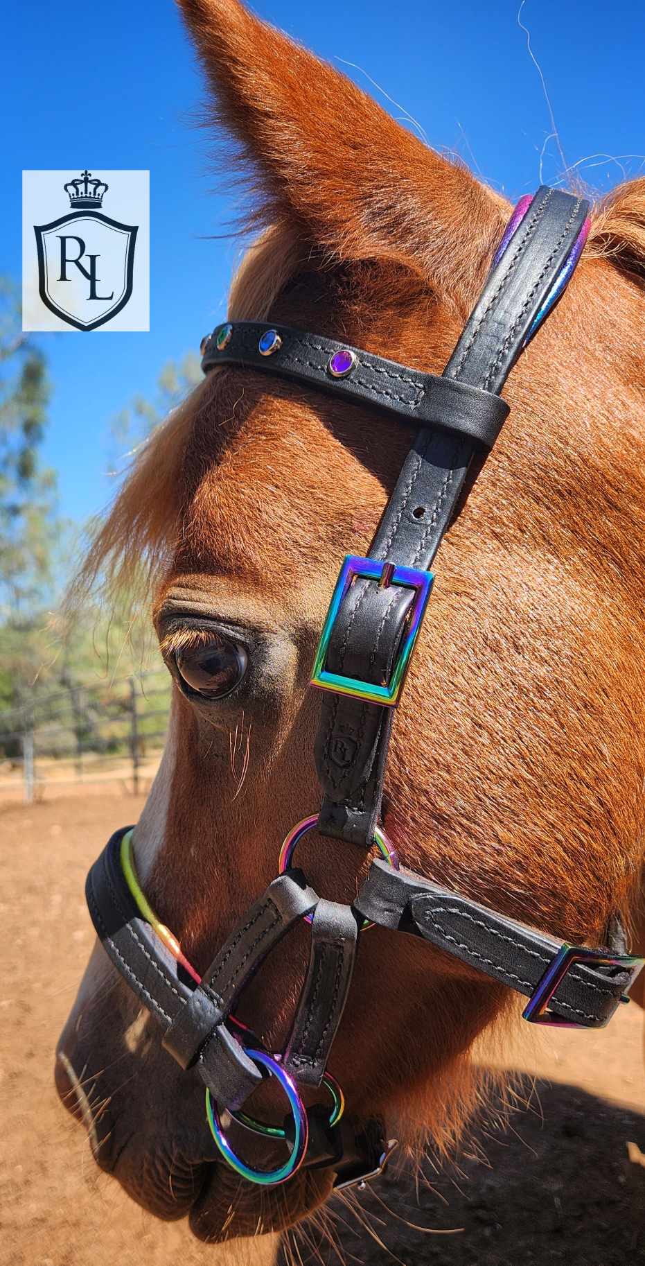 Pony bitless bridle, miniature horse, miniature horse outlet bridle, pony side pull hackamore bridle, pony bridle, pony bosal,