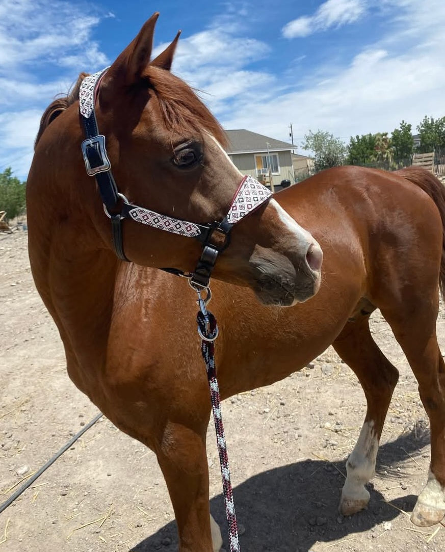 Poker padded halter set