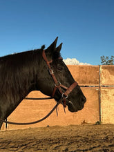 Load image into Gallery viewer, Traditional bitless sidepull with aged brass hardware
