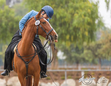 Load image into Gallery viewer, Working equitation bridle
