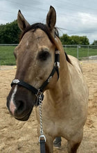 Load image into Gallery viewer, Silver and black Western Show halter
