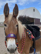 Load image into Gallery viewer, Wicked Scales Halloween halter Set
