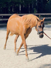 Load image into Gallery viewer, Lunging &amp; riding Cavesson
