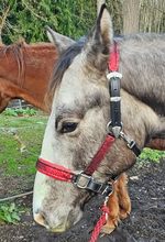 Load image into Gallery viewer, Red dragonscale padded halter
