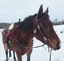 Load image into Gallery viewer, Padded Western Bridle
