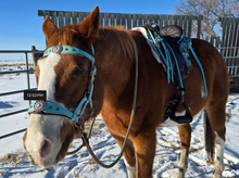 Load image into Gallery viewer, Topaz and Opal bitless bridle
