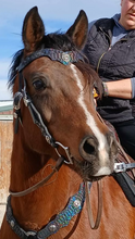 Load image into Gallery viewer, Iridescent dragon bridle
