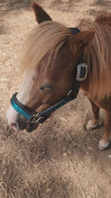 Load and play video in Gallery viewer, Mini Horse Dragonscale padded halter
