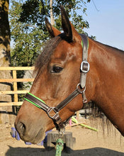 Load image into Gallery viewer, Custom padded leather halter
