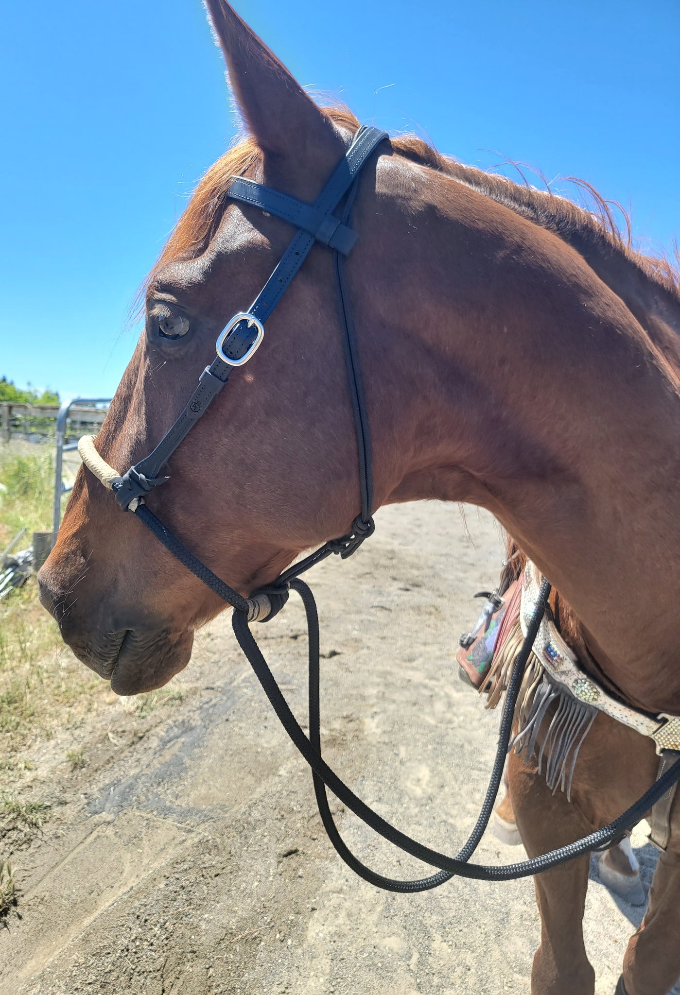 Hard Rope Hackamore Rope hackamore with Rawhide – Royal Legacy Custom Leather